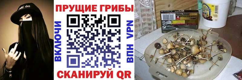 площадка формула Железногорск Псилоцибиновые грибы Cubensis