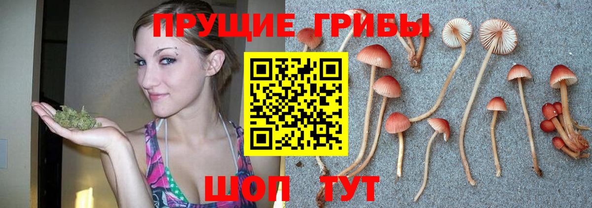 Галлюциногенные грибы Psilocybe  Галлюциногенные грибы MAGIC MUSHROOMS  Вход с VPN  Железногорск 